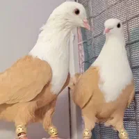 سرور دم سفید