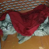 واگذاری فوری سه بچه گربه دو ماهه