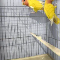 کوتوله برزیلی|پرنده|شیراز, گل سرخ|دیوار