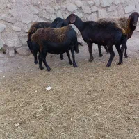 پنج عدد میش قزل افشار آبستن