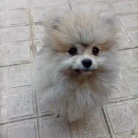 پامرین|سگ|فولادشهر, A3|دیوار