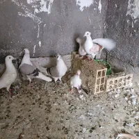 کبوتر رنگی|پرنده|دزفول, |دیوار