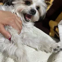 گمشده|حیوانات|تهران, ستارخان|دیوار