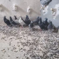 ۳۰تا پلاکی دونه ۱۵۰|پرنده|شیراز, دشت چنار|دیوار