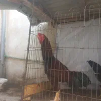 خروس لاری قرمز سه دانگ