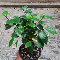 بونسای جینسینگ|گل و گیاه طبیعی|تهران, حشمتیه|دیوار