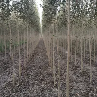 خرید نــهال صــنوبر اصل مستقیم از تولیدکننده|خدمات باغبانی و درختکاری|قزوین, |دیوار