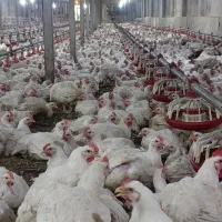 کارگر برای مرغداری