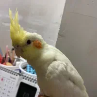 جوجه عروس دستی