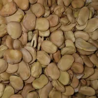 لوبیا چیتی|خوردنی و آشامیدنی|زرندیه, |دیوار