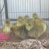 حیوانات مزرعه