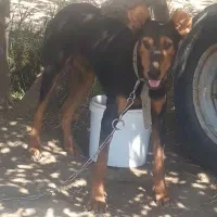 سگ دوبرمن اروپایی قیمت ۲۰