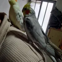 عروس هلندی جفت فروش فوری