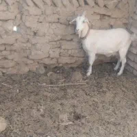 بزسانن فروشی|حیوانات مزرعه|قائن, |دیوار