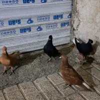 جوجه دم سفید