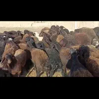 بره افشار نروماده|حیوانات مزرعه|بجنورد, |دیوار