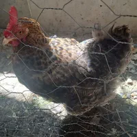 مرغ تخم گذار