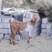 گوسفند دوقلو زا