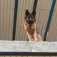 سگ ژرمن آماده جفت ماده باهوش حرف گوش کن|سگ|ماهدشت, |دیوار