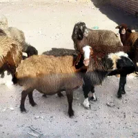 میش میش بره شیشک توقلی شال