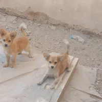 توله روباهی