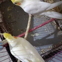 عروس هلندی.|پرنده|هندیجان, |دیوار