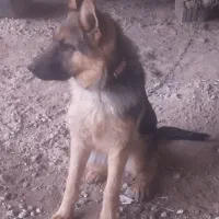 یه قلاده سگ ژرمن گمشده