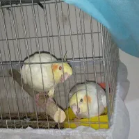 یک جفت مولد مرغ عشق انگلیسی و دو عدد عروس هلندی|پرنده|هشتگرد, هشتگرد قدیم|دیوار