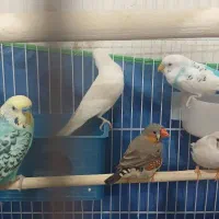 فنچ و مرغ عشق