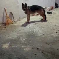 سگ ژرمن شپرد نر|سگ|بروجن, |دیوار