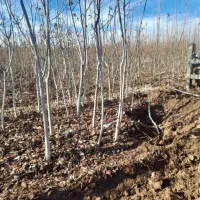 کاشت و توزیع نژاد های خـاص نـهـال|خدمات باغبانی و درختکاری|گرمی, |دیوار