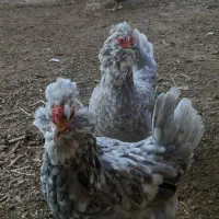 تخم نطفه دار مرغ و خروس گلین فول طوسی|حیوانات مزرعه|اصفهان, قائمیه|دیوار