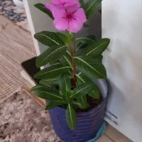 گل های متنوع حسن یوسف قهر و آشتی پتوس قاشقی