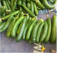 خیار ۲۰۰کیلو فروش
