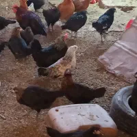 جوجه مرغ محلی 3 ماهه|حیوانات مزرعه|نهبندان, |دیوار