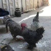 دوتا خروس آمروک زینتی ودوتا مرغ