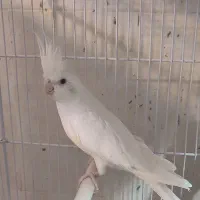 عروس هلندی آلبینو معاوضه با قناری