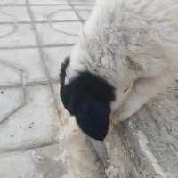 واگذاری سگه قدرجونی|سگ|فسا, |دیوار