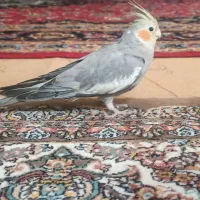 عروس هلندی