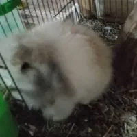 خرگوش لوپ سوپر فلت