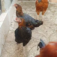 مرغ خروس|حیوانات مزرعه|کردکوی, |دیوار