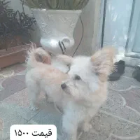 سگ شیتزو ترییر