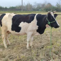 گاو هلشتاین دو هفته مونده به زایمان