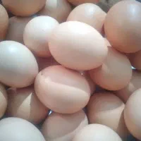 تخم مرغ محلی