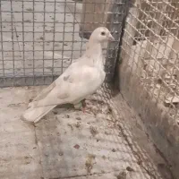 کفتر  کبوتر|پرنده|تهران, قصر فیروزه ۲|دیوار