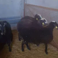 بره ماده شال.قوچ شال.بزغاله .اخته .بره