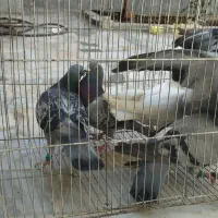 کفتر|پرنده|بیرجند, |دیوار