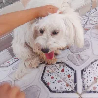 سگ خانگی پشمالو