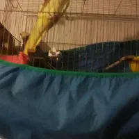 معاوضه با طوطی برزیلی  جفت  هستم