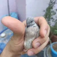 ۳ دونه معاوضه با بنگالی، لاری یا سهره خاکی